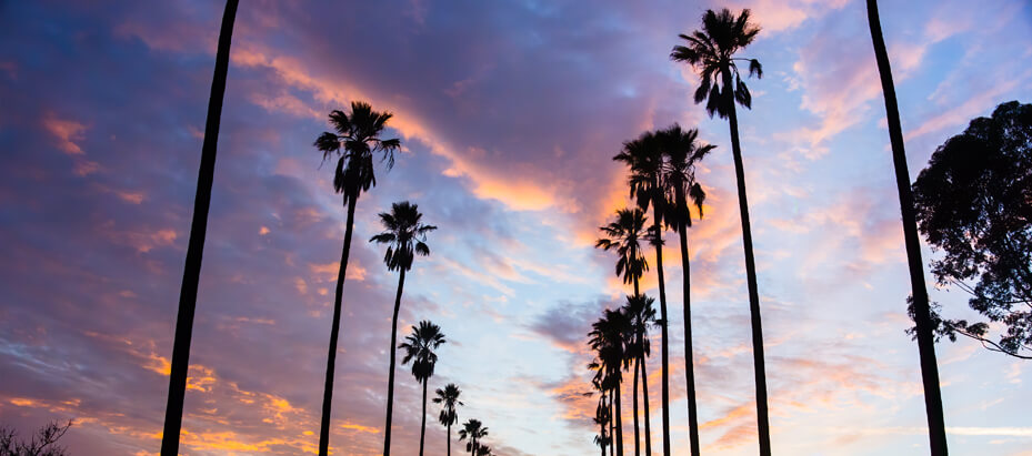 palm trees with a sunset in the background