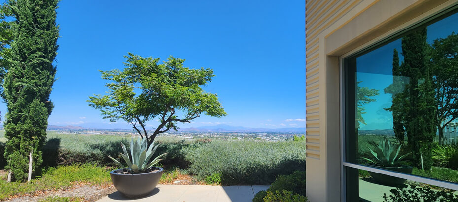 trees and potted plants outside of an office